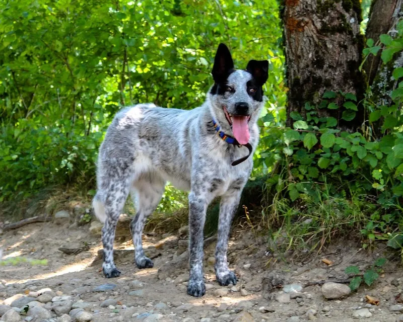 Chenil - Chatterie "Of-Liberty" — Katzenpension in Avully, Genf. Bewertung 3.2/5.