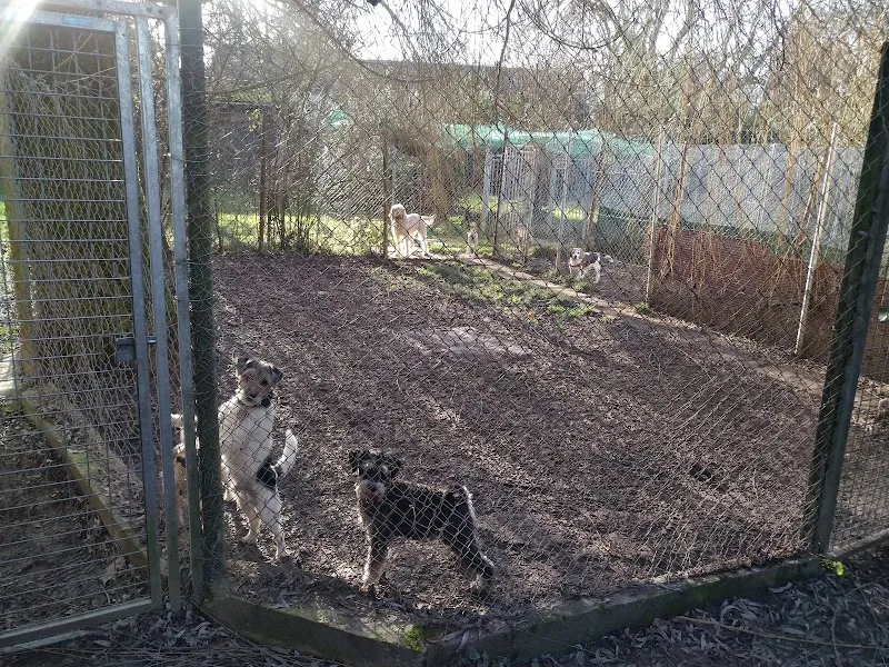 Chenil - Chatterie "Of-Liberty" — Katzenpension, Avully, Genf. Foto 2