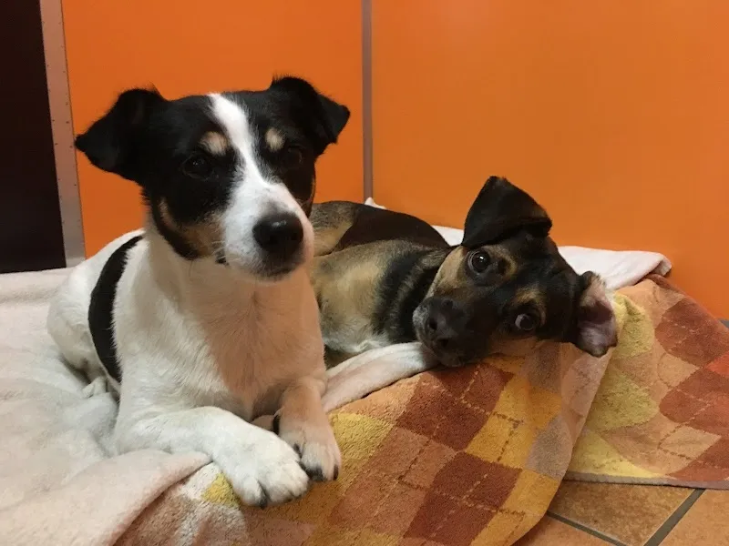 Refental Ranch — Katzenpension in Gränichen, Aargau. Bewertung 4.8/5.