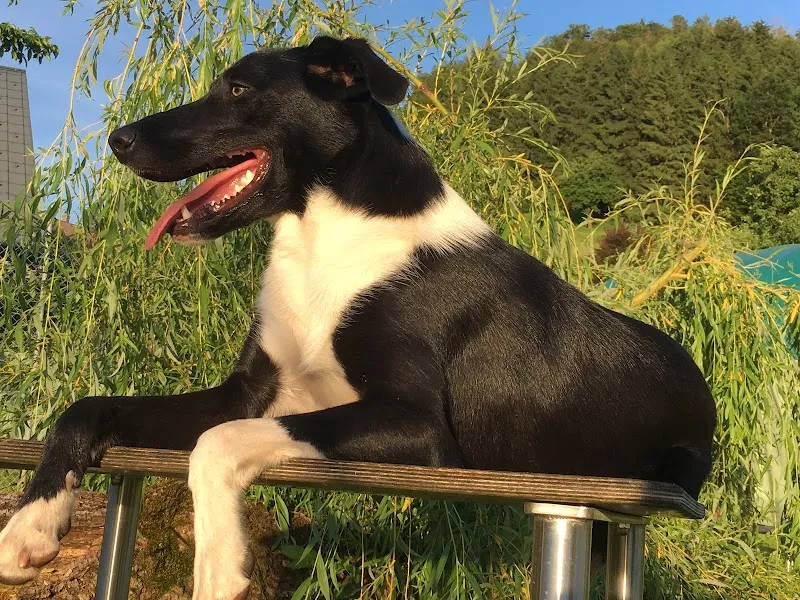 Refental Ranch — Pension pour chats, Gränichen, Argovie. Foto 2