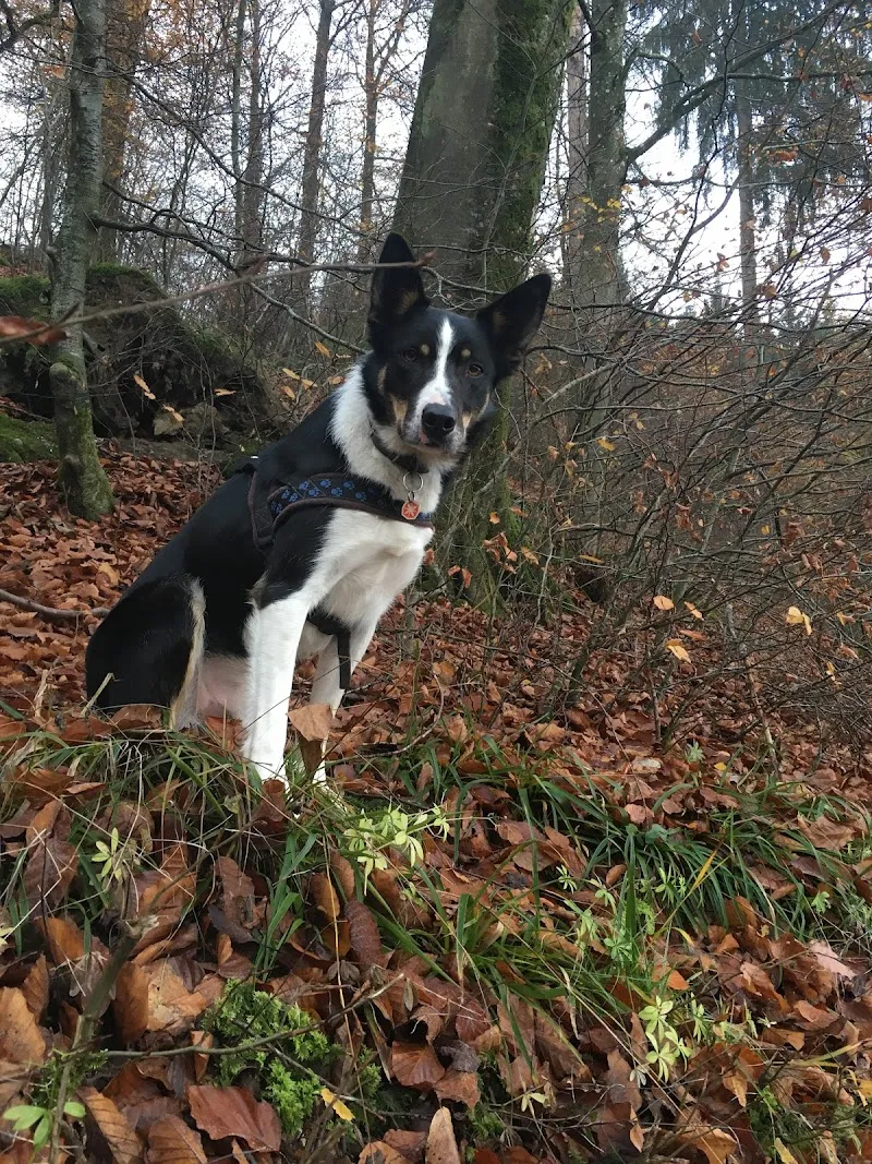 Refental Ranch — Pension pour chats, Gränichen, Argovie. Foto 3