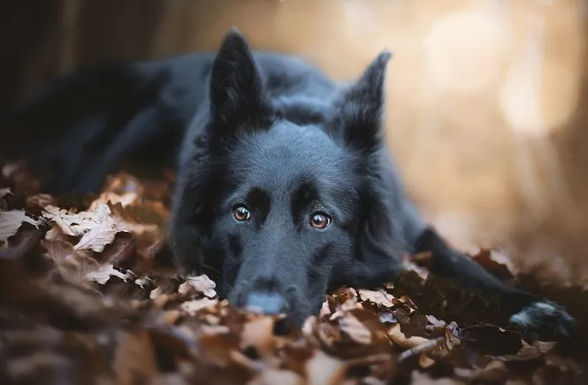 Coaching by Myriam Saly — Katzenpension in Döttingen, Aargau. Bewertung 4.4/5.