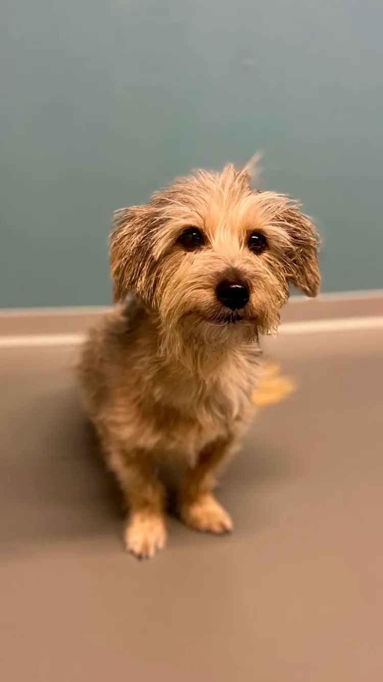 Tierarztpraxis Küsnacht (Zürich) — Tierarzt, Küsnacht, Zürich. Foto 3