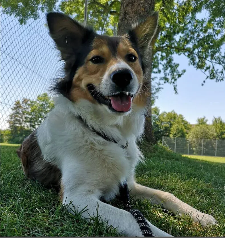 Tierarztpraxis Mobti — Tierarzt, Regensdorf, Zürich. Foto 2