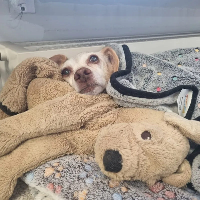 Tierarztpraxis Mobti — Tierarzt, Regensdorf, Zürich. Foto 3