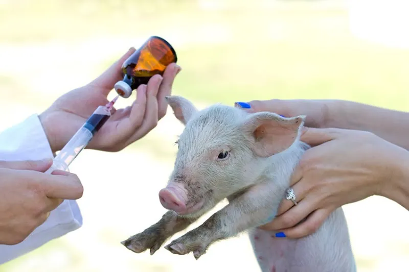 Tierarztpraxis Schauenberg — Tierarzt, Elgg, Zürich. Foto 3