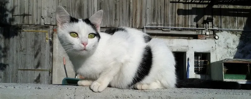 Tierarztpraxis Waedivet — Tierarzt in Wädenswil, Zürich. Bewertung 4.8/5.