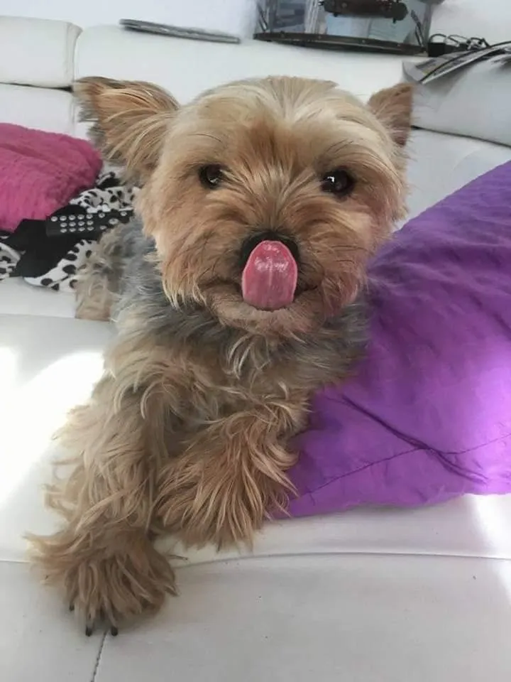 Tierarztpraxis Wilde-Steinmann GmbH — Tierarzt in Würenlos, Aargau. Bewertung 4.8/5.