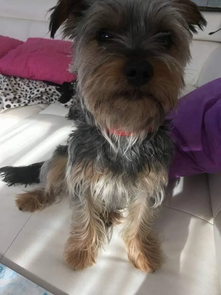 Tierarztpraxis Wilde-Steinmann GmbH — Vétérinaire, Würenlos, Argovie. Foto 3