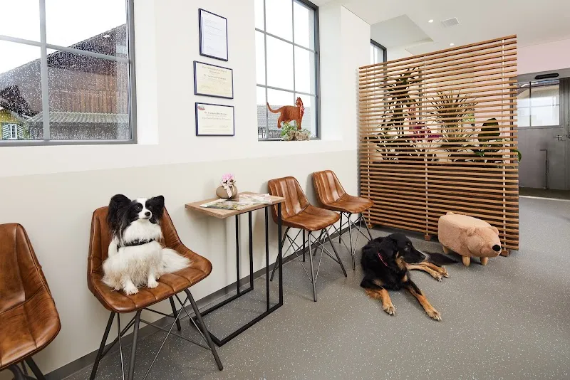 Tierarztpraxis zur Schmiede GmbH — Veterinarian, Henggart, Zurich. Foto 2