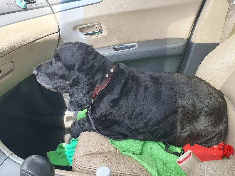 Tierarztzentrum Dr. sc. techn., med. vet. Klaus Möhl — Vétérinaire, Bachenbülach, Zurich. Foto 3