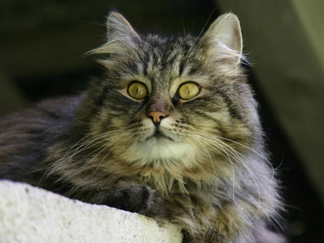 Tierklinik Rhenus AG — Vétérinaire, Flurlingen, Zurich. Foto 3