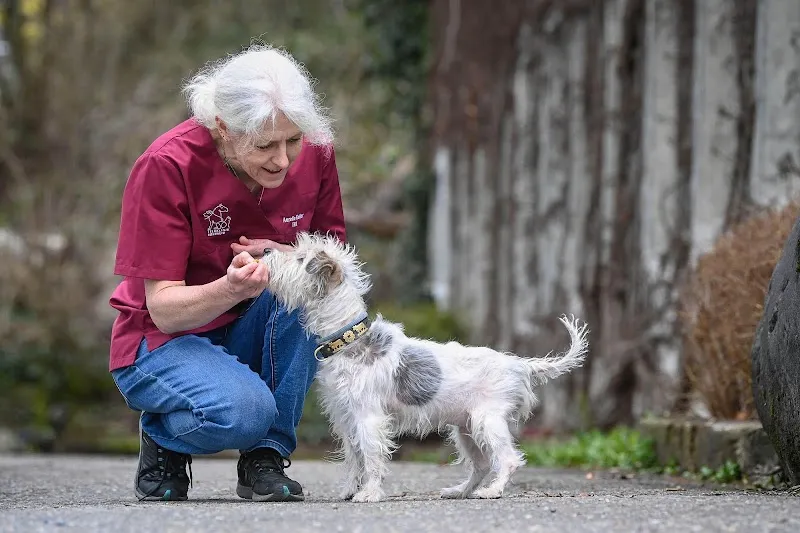 Tierklinik Rossweid AG — Vétérinaire, Gockhausen, Zurich. Foto 2