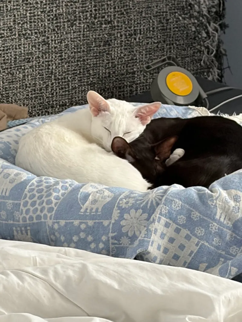 Tierklinik Zürich Ost — Vétérinaire, Dietlikon, Zurich. Foto 2