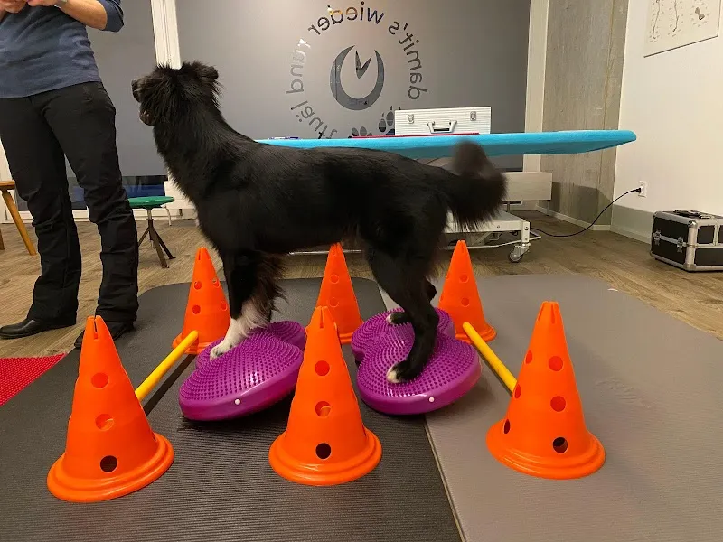 Tierphysio-Praxis Oberland GmbH — Tierdienst, Fällanden, Zürich. Foto 2