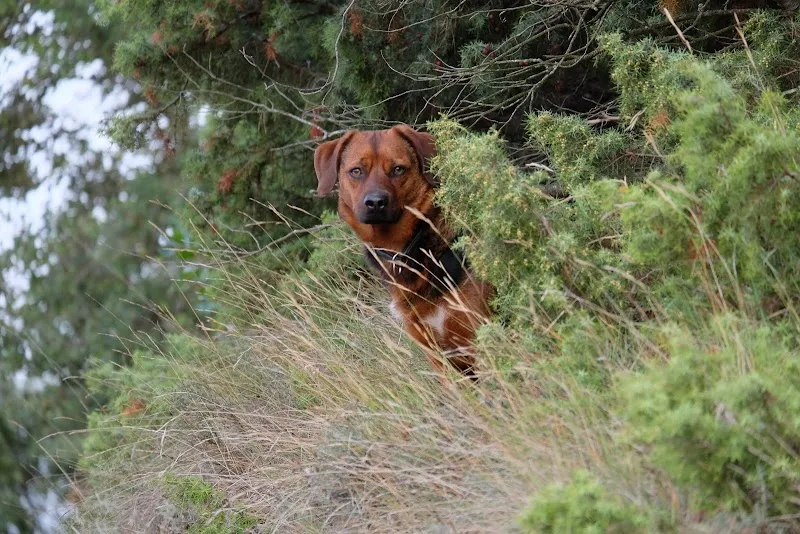 Tierpsychiatrie — Tierarzt in Aathal-Seegräben, Zürich. Bewertung 4.3/5.