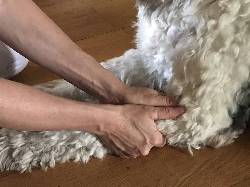 Touch of Nature-Tiertherapie — Tierdienste in Birmensdorf, Zürich. Bewertung 5.0/5.