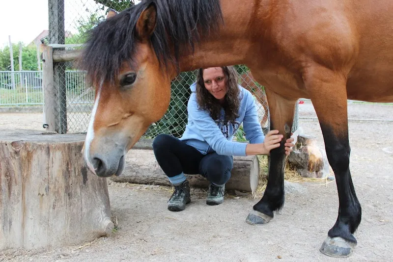 Touch of Nature-Tiertherapie — Tierdienst, Birmensdorf, Zürich. Foto 2