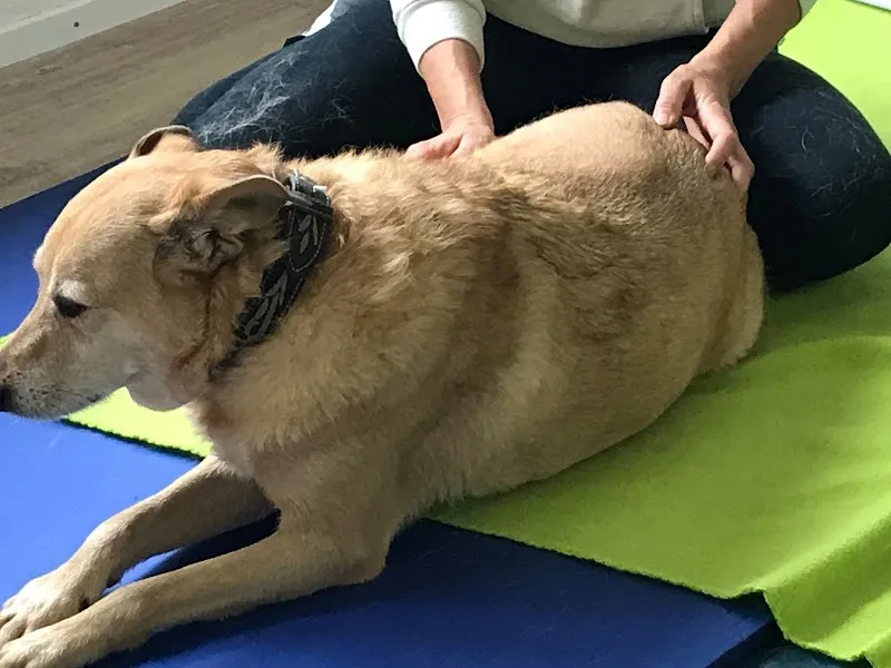 Touch of Nature-Tiertherapie — Tierdienst, Birmensdorf, Zürich. Foto 3