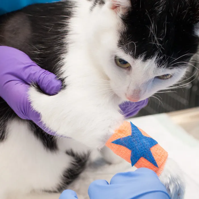 Universitäres Tierspital — Tierarzt in Zürich, Zürich. Bewertung 4.3/5.