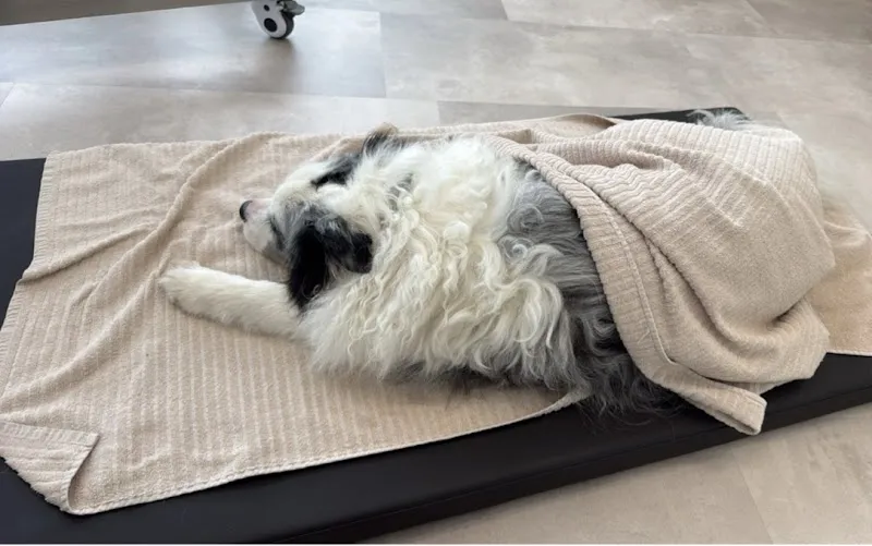 Vet Dental Studio — Vétérinaire, Affoltern am Albis, Zurich. Foto 3