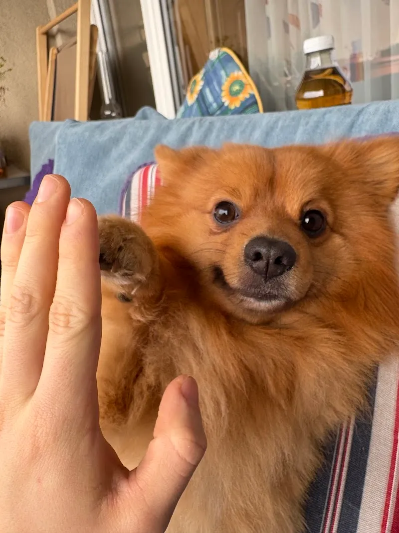 VetTrust Kleintierpraxis Bülach — Tierarzt in Bülach, Zürich. Bewertung 4.5/5.