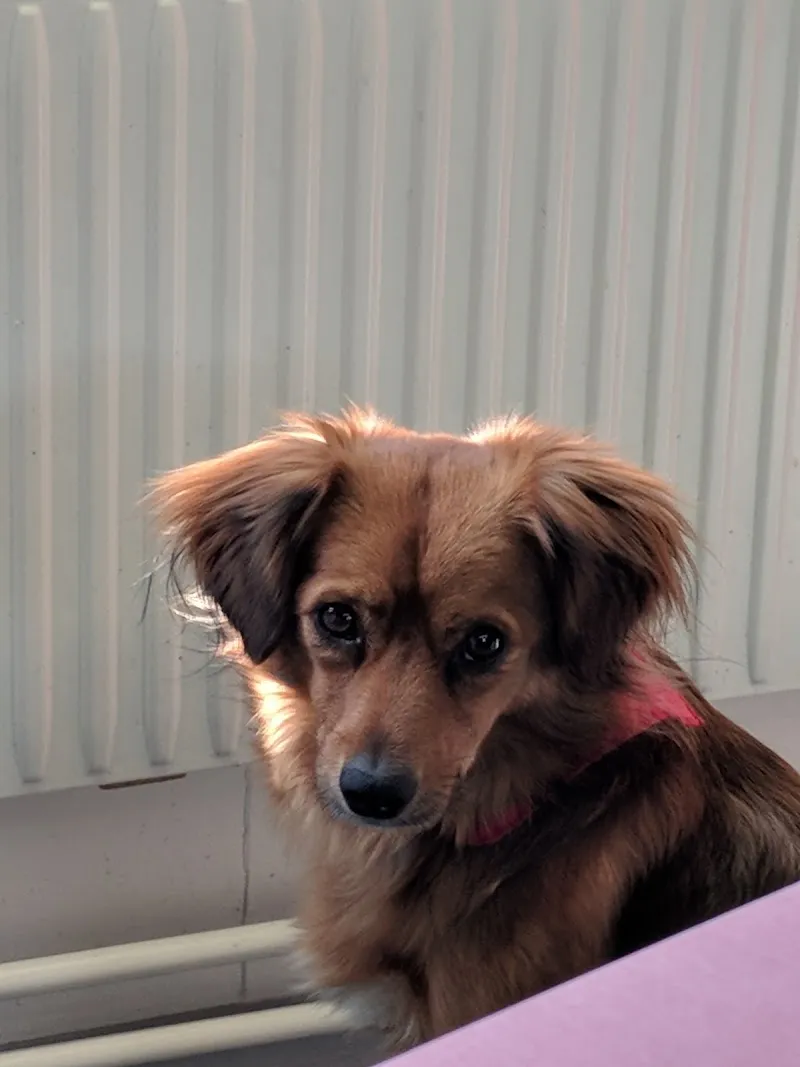 VetTrust Kleintierpraxis Bülach — Tierarzt, Bülach, Zürich. Foto 2