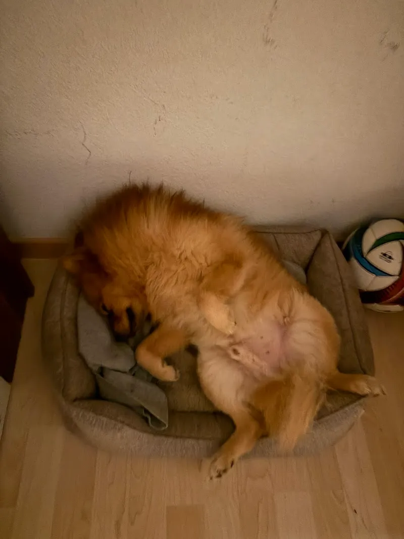 VetTrust Kleintierpraxis Bülach — Tierarzt, Bülach, Zürich. Foto 3