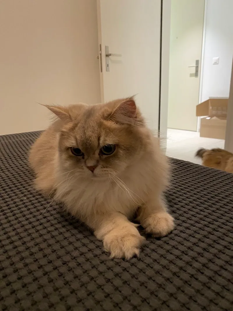 VetTrust Kleintierpraxis Schlieren — Vétérinaire, Schlieren, Zurich. Foto 2