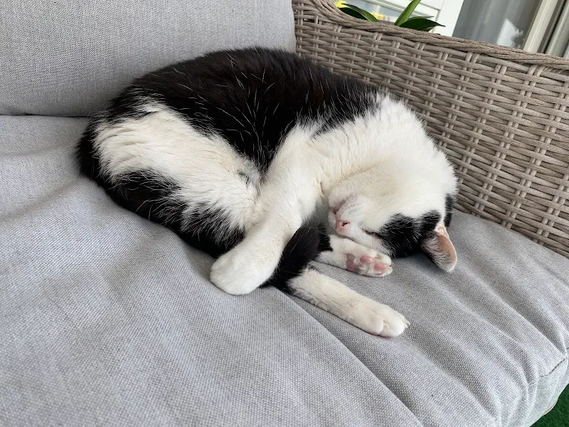 VetTrust Kleintierpraxis Schlieren — Vétérinaire, Schlieren, Zurich. Foto 3