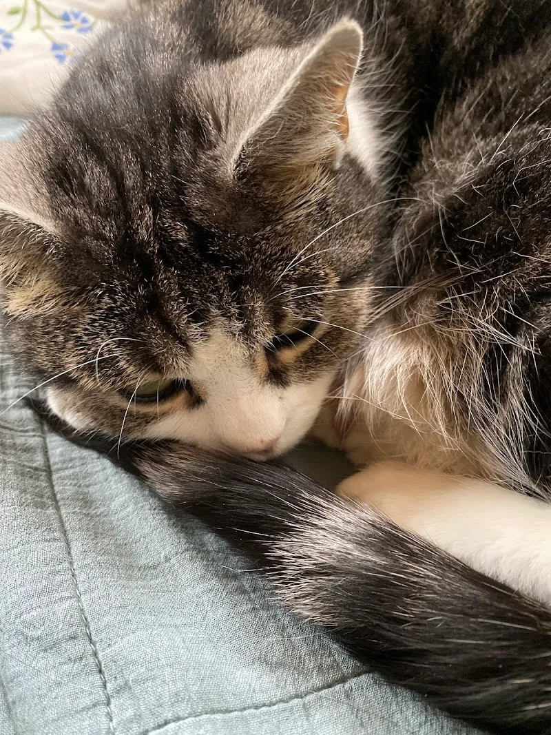 VetTrust Kleintierpraxis im Bahnhof Aathal — Tierarzt in Aathal-Seegräben, Zürich. Bewertung 4.2/5.