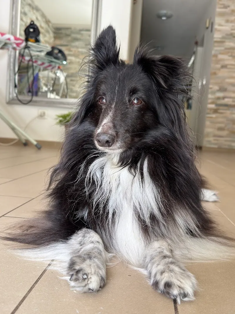 VetTrust Tierklinik Oberland, Saland — Tierarzt in Saland, Zürich. Bewertung 4.9/5.