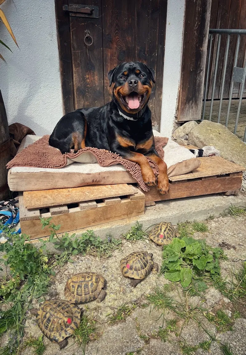 VetTrust Tierklinik Oberland, Saland — Veterinarian, Saland, Zurich. Foto 2