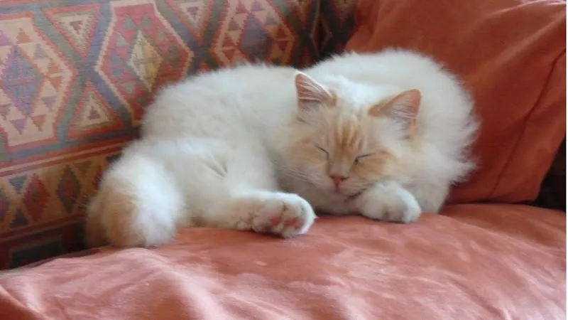 Félisitting — Katzenpension in Vernier, Genf. Bewertung 4.5/5.