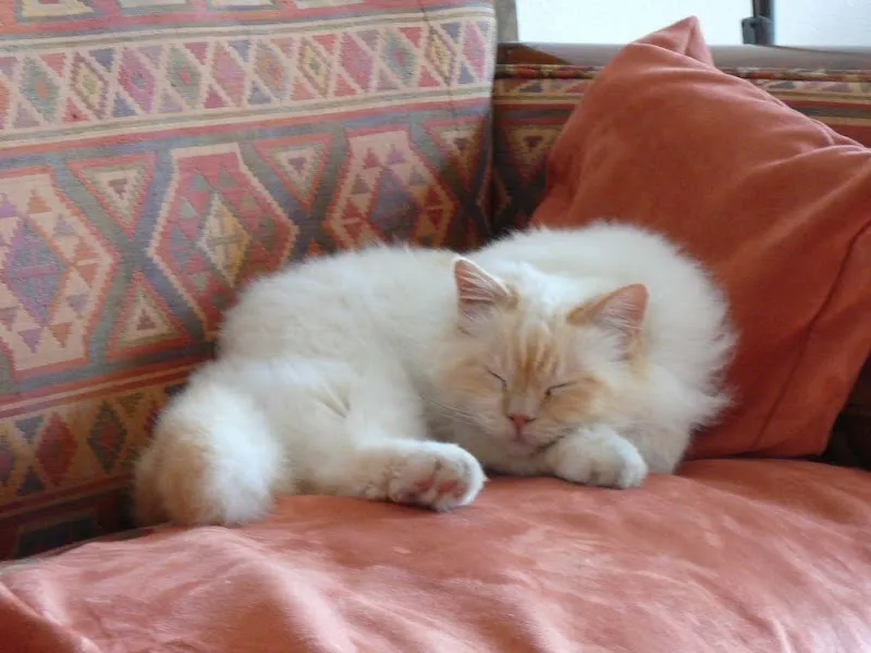 Félisitting — Pensione per gatti, Vernier, Ginevra. Foto 2