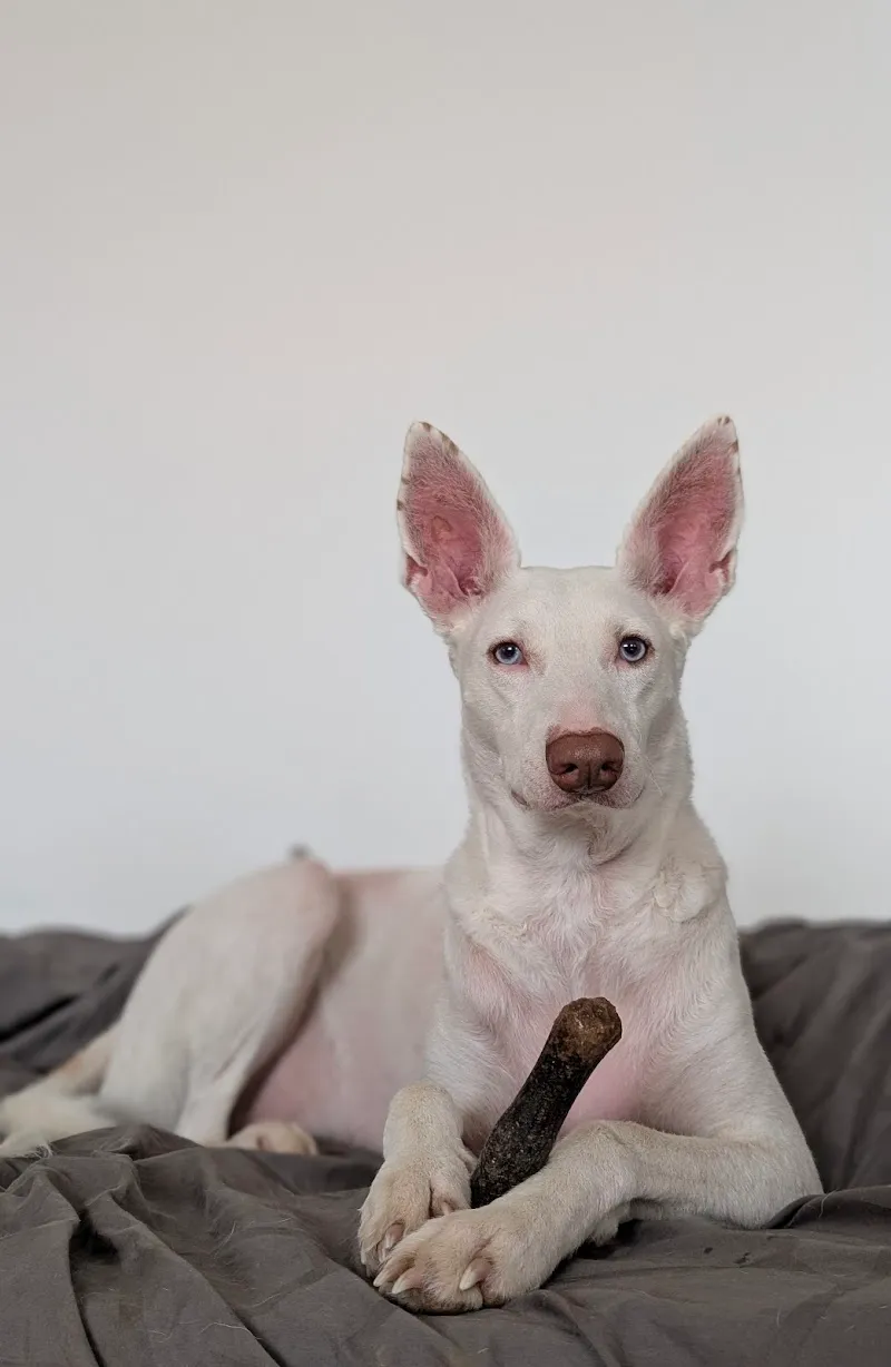 animedic kleintierzentrum ag — Vétérinaire, Berikon, Argovie. Foto 2