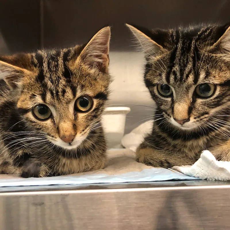 wintivets AG Tierklinik — Tierarzt, Winterthur, Zürich. Foto 3