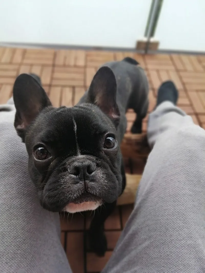 Tierschutzverein — Tierheim, Herisau, St. Gallen. Foto 3