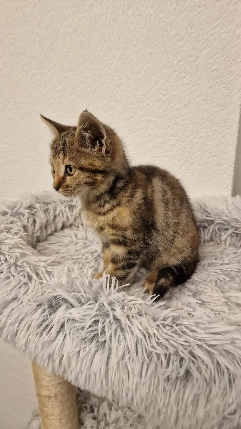 Tierschutzverein Rheintal (Katzenstation) — Tierheim in Oberriet, St. Gallen. Bewertung 4.7/5.