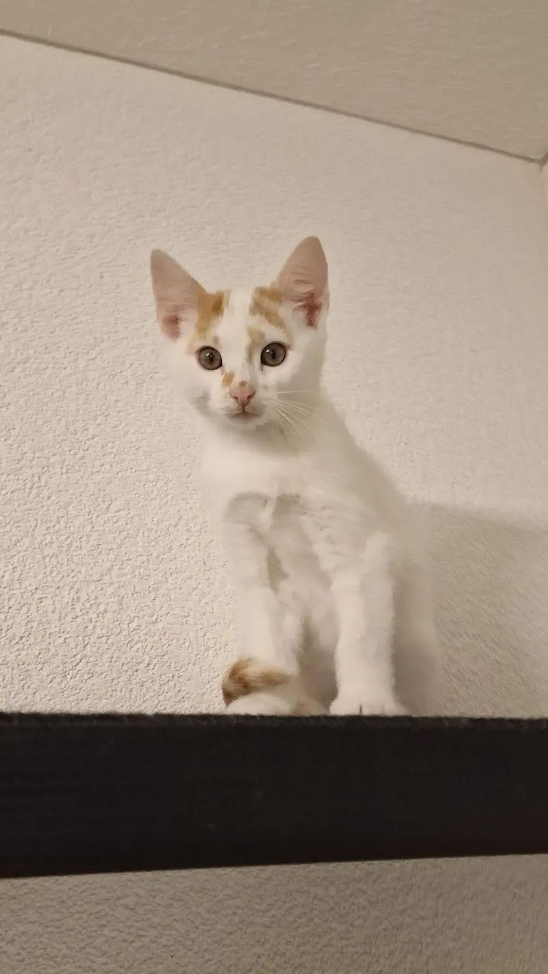 Tierschutzverein Rheintal (Katzenstation) — Tierheim, Oberriet, St. Gallen. Foto 2