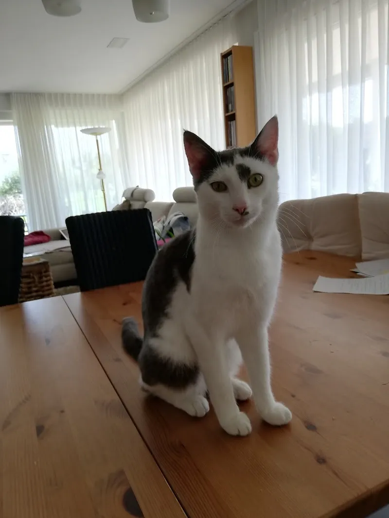 Tierschutzverein Rheintal (Katzenstation) — Tierheim, Oberriet, St. Gallen. Foto 3