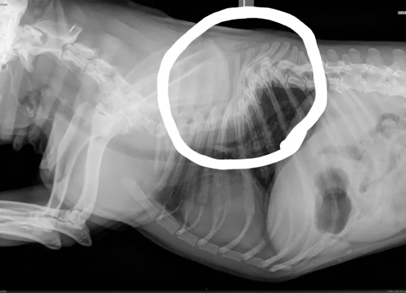 Mrs. Jeannette Eggenberger Tierheim — Tierheim in Gontenschwil, Aargau. Bewertung 3.2/5.