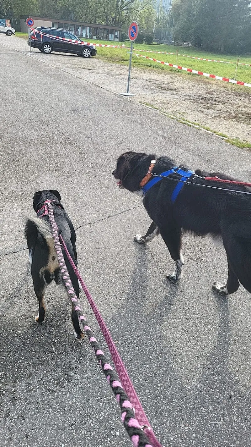 Tierdörfli Olten, Tierschutzverein Olten und Umgebung bis Solothurn und Umgebung — Tierheim in Wangen bei Olten, Solothurn. Bewertung 3.8/5.