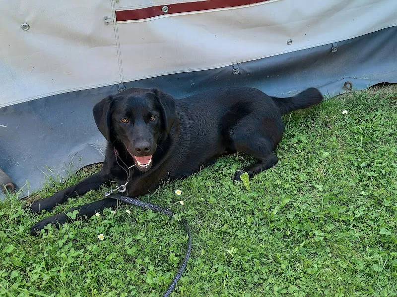 Tierdörfli Olten, Tierschutzverein Olten und Umgebung bis Solothurn und Umgebung — Tierheim, Wangen bei Olten, Solothurn. Foto 2