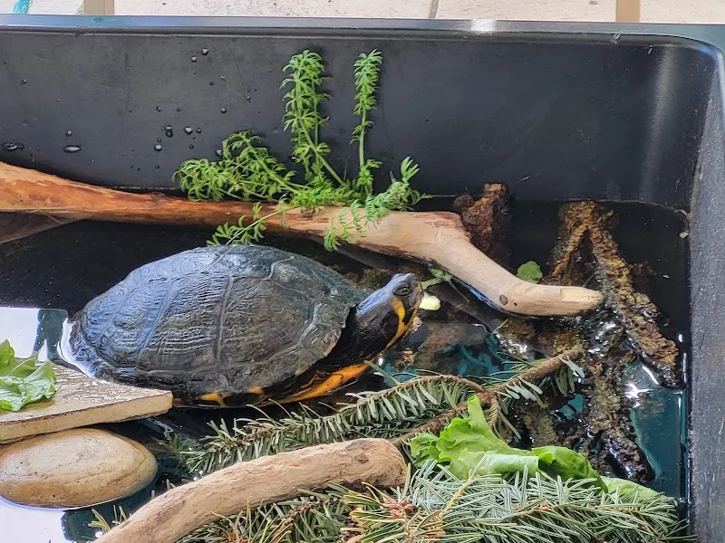 Tierdörfli Olten, Tierschutzverein Olten und Umgebung bis Solothurn und Umgebung — Tierheim, Wangen bei Olten, Solothurn. Foto 3