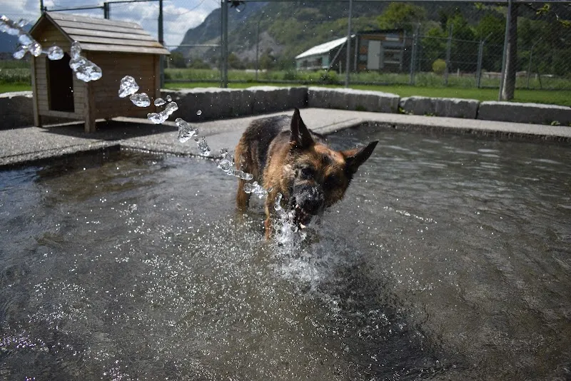 Tierheim + Tierhotel Arche — Refuge, Chur, Grisons. Foto 3