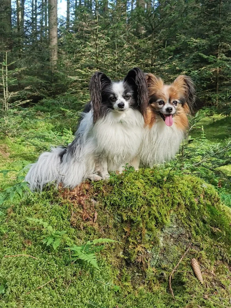 Tierheim Emmental — Tierheim in Rüegsau, Bern. Bewertung 3.9/5.