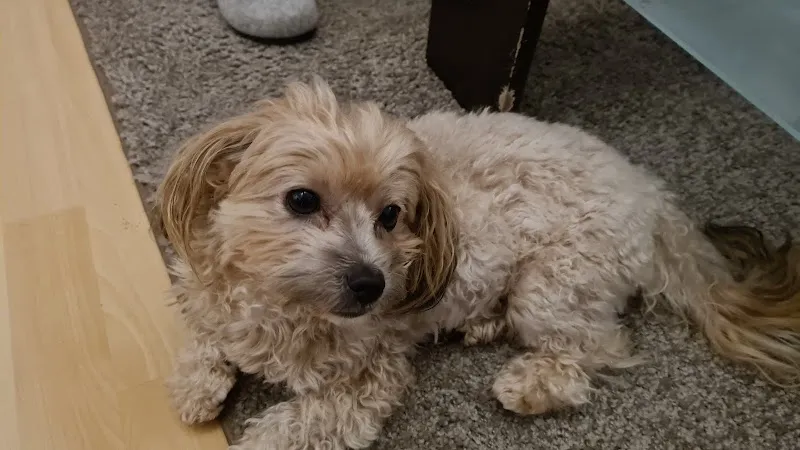 Tierheim Emmental — Tierheim, Rüegsau, Bern. Foto 2