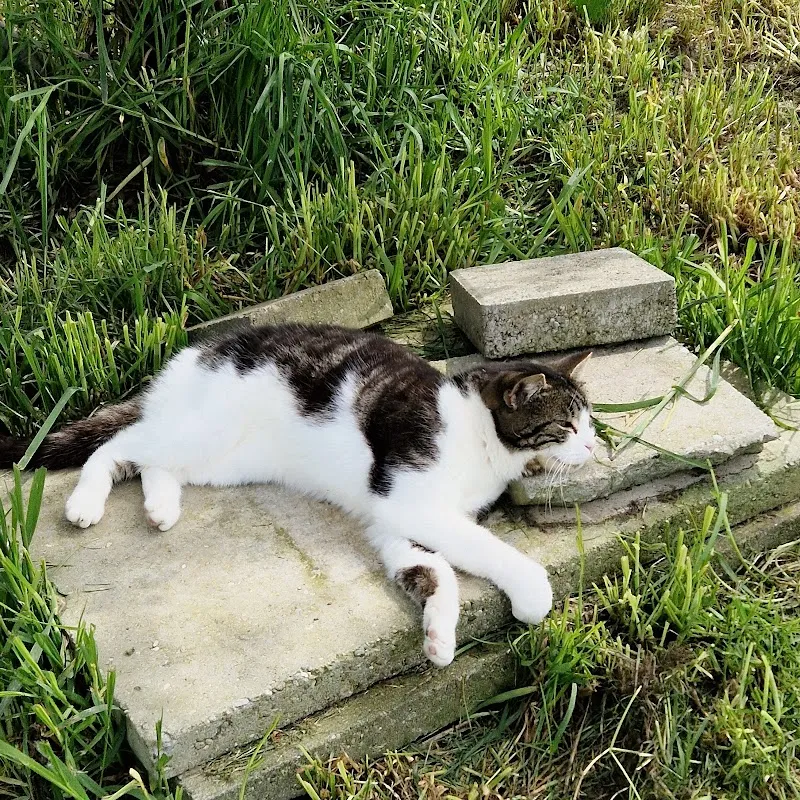 Tierheim Gals — Tierheim in Gals, Bern. Bewertung 4.8/5.