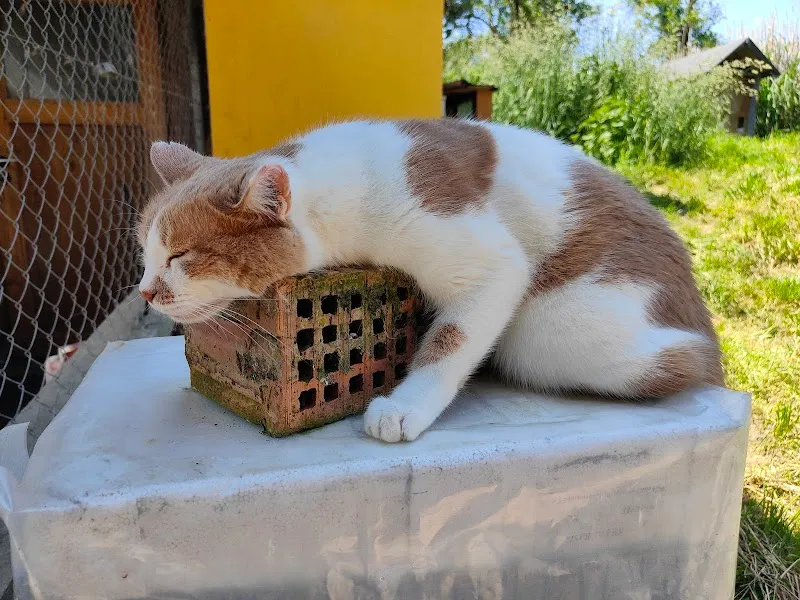 Tierheim Gals — Tierheim, Gals, Bern. Foto 2